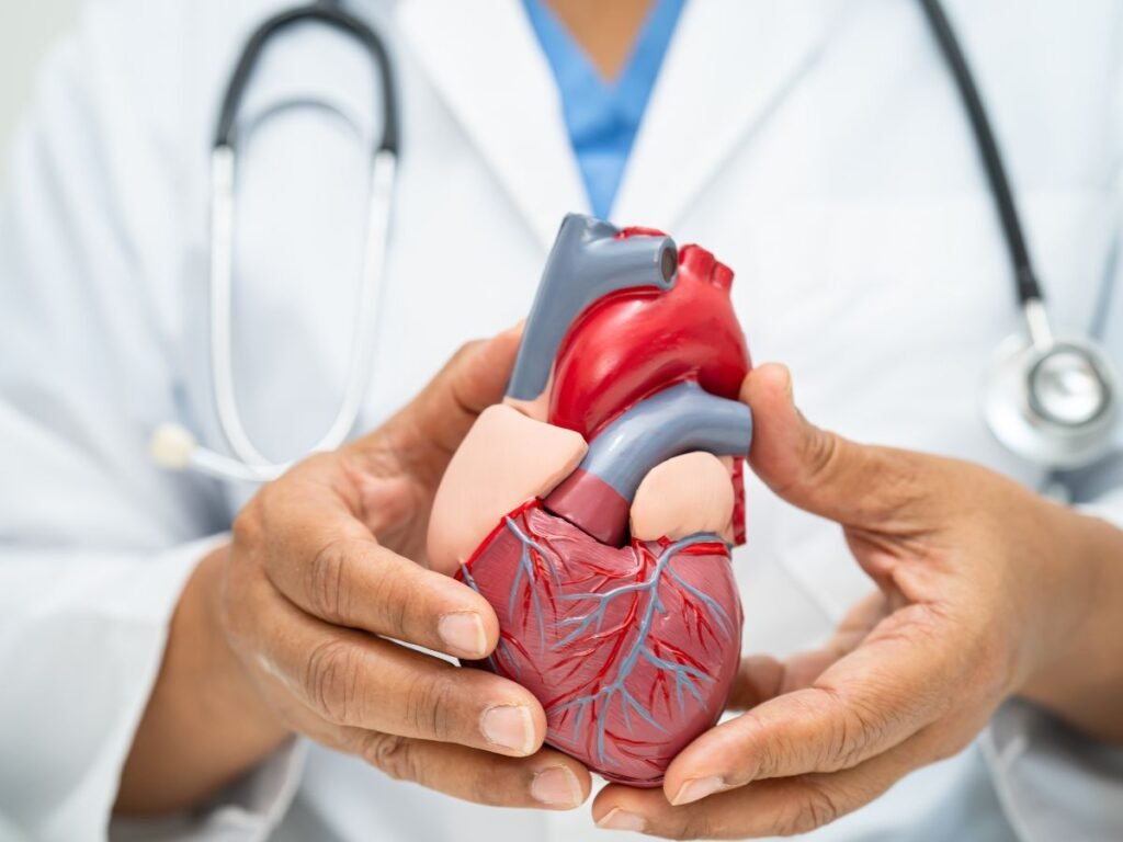 doctor holding a heart replica