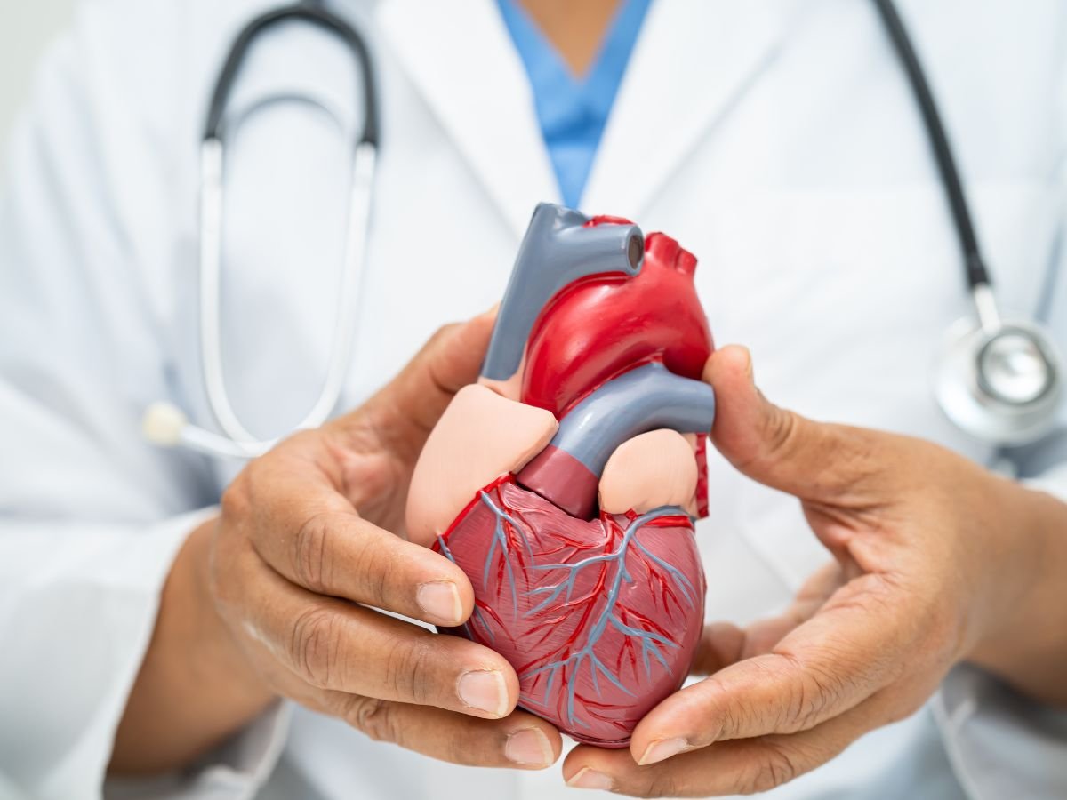 doctor holding a heart replica